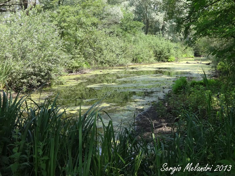 Oasi di Punta Alberete -Ravenna-